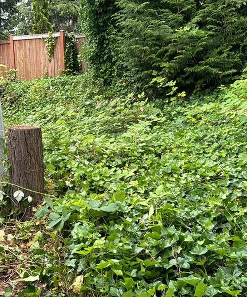 Landscaping Maintenance in Ballard 